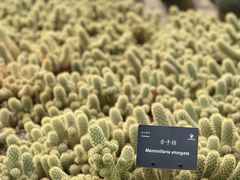 -深圳仙湖植物园