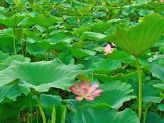 -燕郊植物园