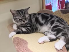 -猫和宫(六道口店)