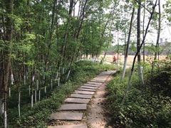 -桤木河湿地公园