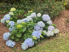 -深圳仙湖植物园