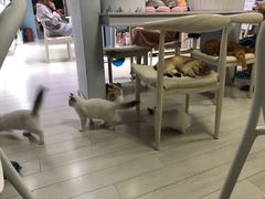 -喵的天空名猫咖啡馆·撸猫·猫舍·用品