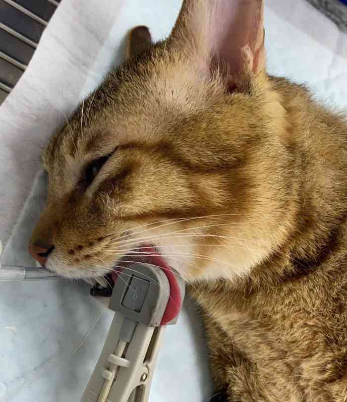 谢博士宠物医院宠联(民治院)-"【项目】绝育 | 疾病治疗 | 疾病诊断.