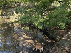 -奈良公园