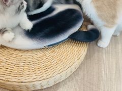 -飞行喵MR PILOT|猫舍·猫咖(静安大融城店)