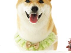 -趣玩宠物乐园寄养训犬训狗游泳池