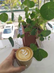 点击看大图 -IDOL PLUS