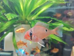 -中环花鸟鱼虫市场