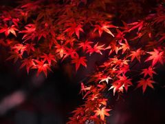 -上海市龙华烈士陵园