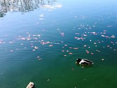 -金头公园