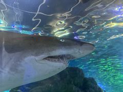 -悉尼海洋生物水族馆