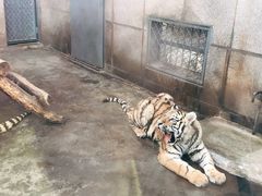 -西安秦岭野生动物园