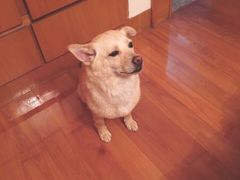 -派特宠物医院(圆融广场店)