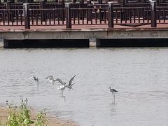 -南大港湿地风景区