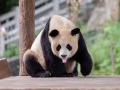 -中国大熊猫保护研究中心雅安碧峰峡基地