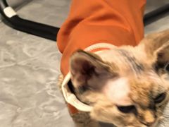 -猫大福·Fortune Cat猫舍(百子湾店)