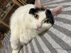 -纳吉亚猫专科动物医院博雅分院