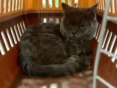 -袖虎·猫馆(体育西路店)