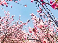 -高东镇樱花园