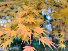 -上海共青森林公园