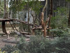-成都大熊猫繁育研究基地