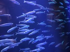 -悉尼海洋生物水族馆