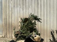 -卧龙中华大熊猫苑神树坪基地
