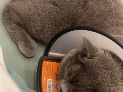 -美联众合动物医院(·中兽医·疑难杂症·严家桥分院)