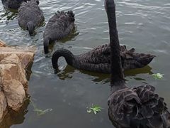 -长春市南湖公园