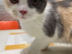 -伟伟宠物医院·CT影像中心·瑞派犬猫综合性门诊(汉口总院)