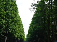 -日照海滨国家森林公园
