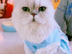 -平行世界·猫咖(首经贸店)
