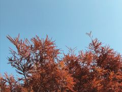 -五缘湾湿地公园