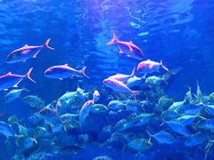 -芜湖新华联大白鲸海洋公园