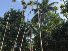 -海南槟榔谷黎苗文化旅游区