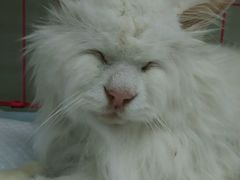 -康乐宝动物医院