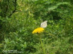 -合肥滨湖国家森林公园