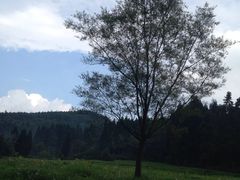 -武陵山森林公园