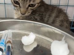 -瑞派宠物医院(搏威敦和院)