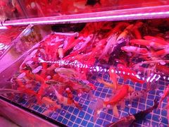-桂林市花鸟市场