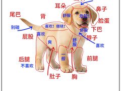 -翊宠yipet猫狗购宠庄园