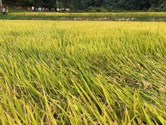 -韶山毛泽东同志故居