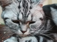 -李小姐の猫咖啡馆(五角场店)