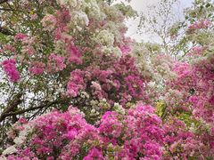 -深圳国际园林花卉博览园