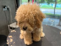 -樱桃家的宠物店(君安花园店)