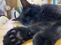 -猫小院猫主题咖啡厅(北锣店)