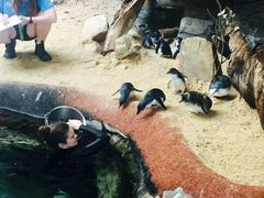 -悉尼海洋生物水族馆