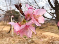-天适樱花悠乐园