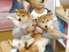 -Double Rui宠物酒店