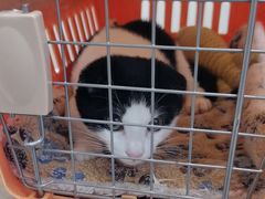 -安安宠医宠物医院·异宠·犬猫内科(岳阳分院)